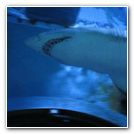 Oceanarium - Budapeszt