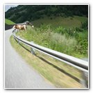 Dzień 4.2 Wjazd na Nokalmstrasse, chciała buzi na powitanie